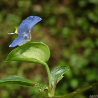 Commelina diffusa Burm.f.
